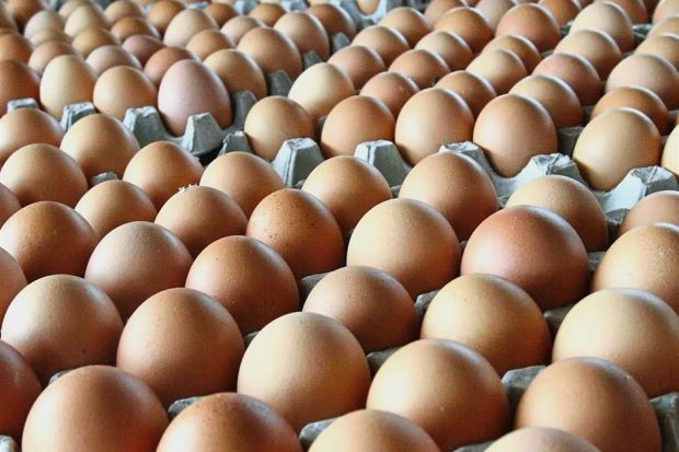 260406 eggs